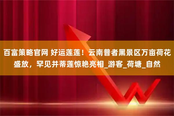 百富策略官网 好运莲莲！云南普者黑景区万亩荷花盛放，罕见并蒂莲惊艳亮相_游客_荷塘_自然